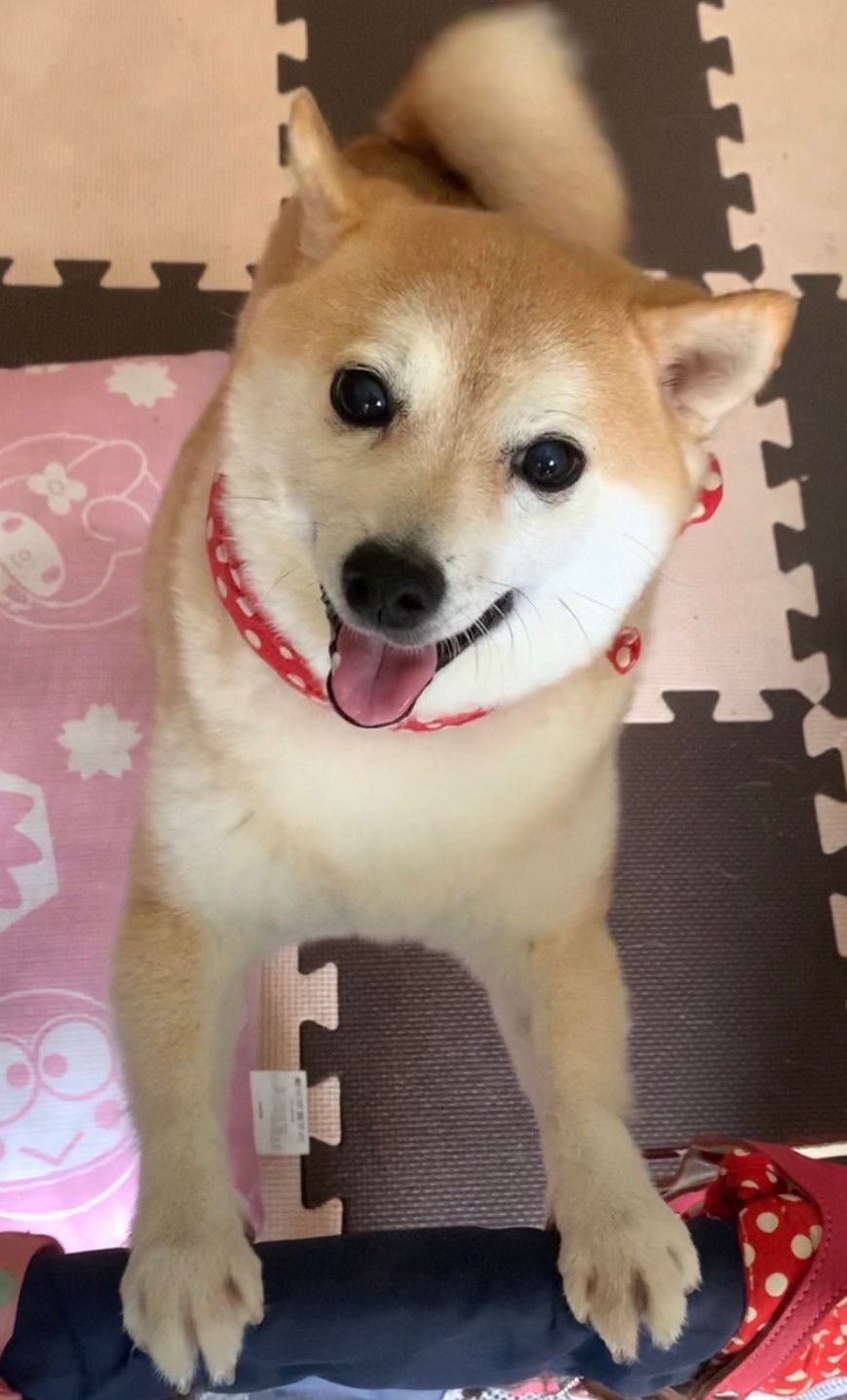 イチゴ狩りのまるよし農園